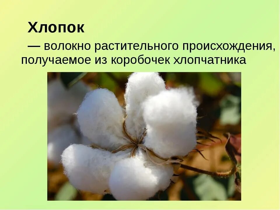 Натуральные волокна растительного происхождения лен. Хлопковое волокно получают из. Растительные волокна хлопок. Натуральные волокна хлопок. Хлопок какое растение