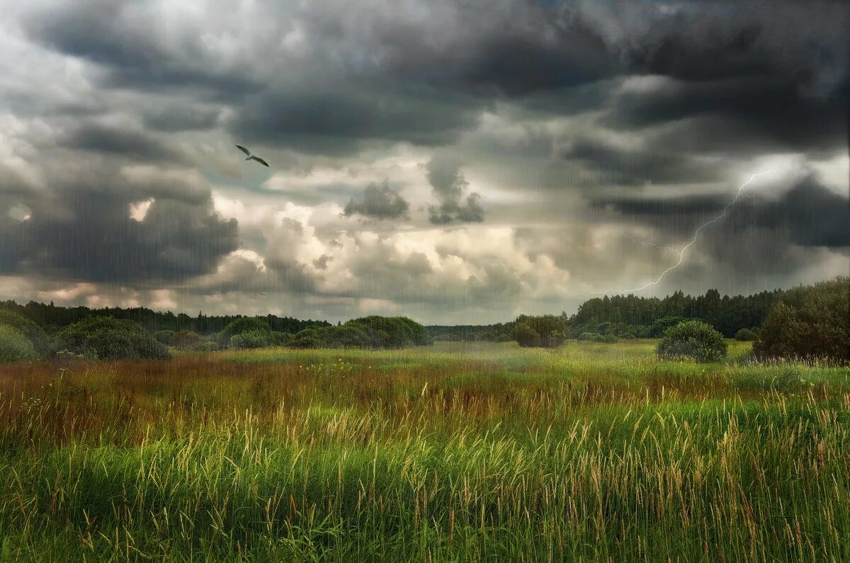 ветер в природе. ветер. дождь в поле. сильный ветер. ветер в поле.