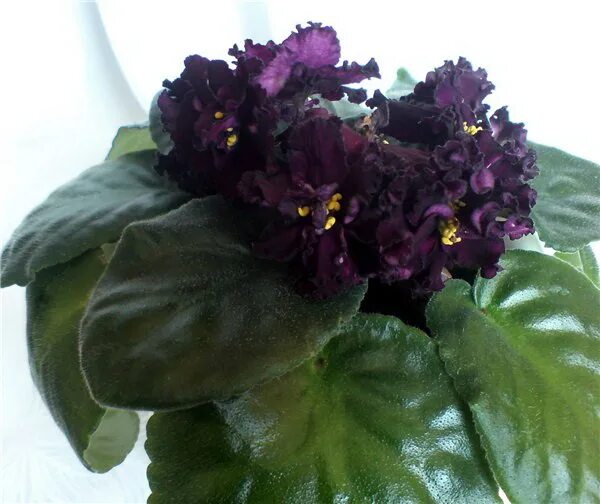 Фиалка mac s black uhuru. Фиалка африкан виолет. Фиалка невская сивилла. Фиалка гулизара. Фиалка midnight.