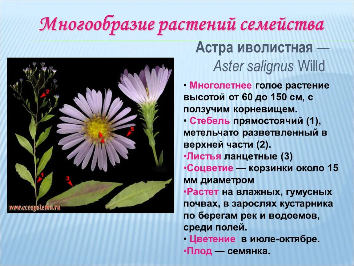 Строение разнообразие цветов. Сложноцветные растения. цветки сложноцветных. многообразие астровых растений. семейство сложноцветные разнообразие.