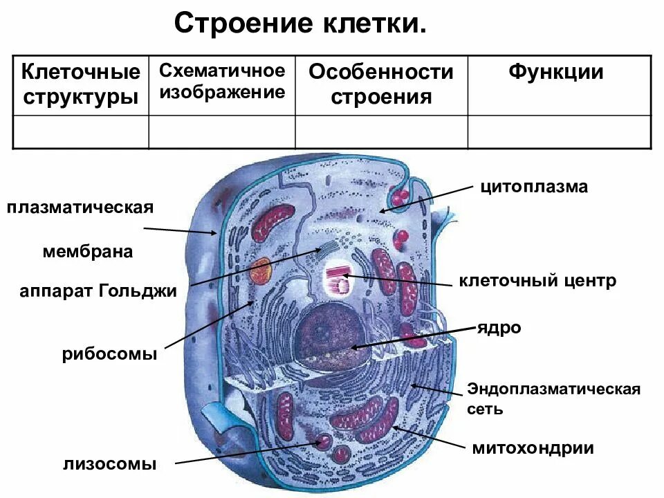 Строение растительной и животной клетки 9 класс биология. Строение клетки 8 класс биология. Человеческая клетка строение и функции. Структура клетки анатомия.