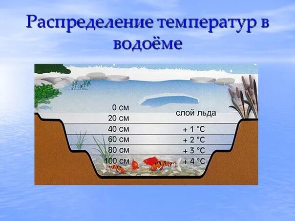 Температура воды в пруду. Температурный режим водоемов. Тепловой режим водоемов. Какая температура воды зимой. Температура воды в реке.