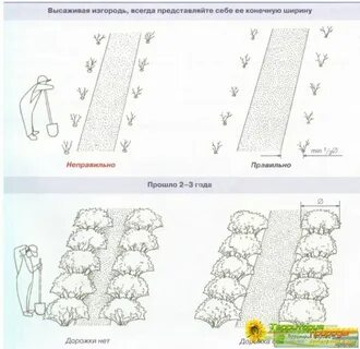 Живая изгородь шаг посадки