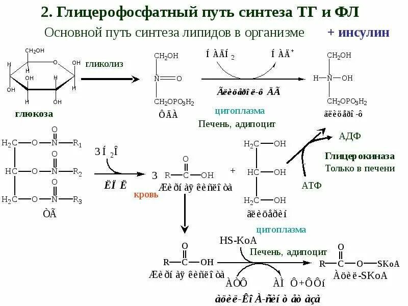 Синтез жиров происходит. Синтез фосфолипидов пути биосинтеза. Два основных пути синтеза фосфолипидов. Альфа глицерофосфатный путь синтеза таг. Моноацилглицероловый путь синтеза тг и фл.