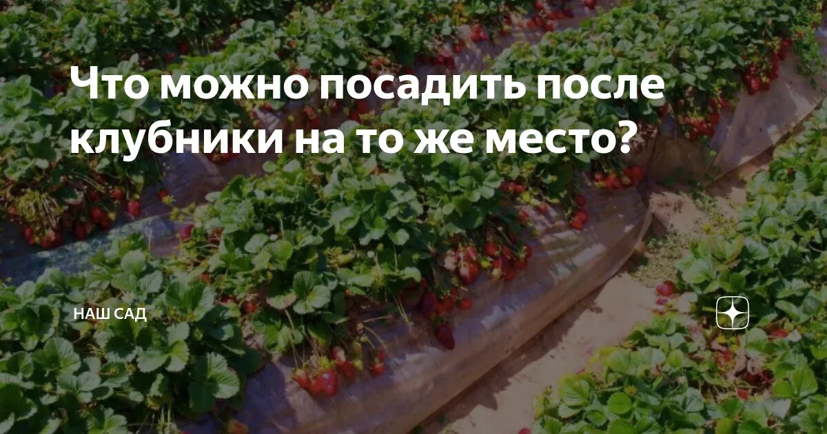 Что сажать после клубники на следующий год. После чегосажпть кьубнику. После чего сажать землянику. Что можно сажать после клубники. Что можно посадить на грядку послемклубники.