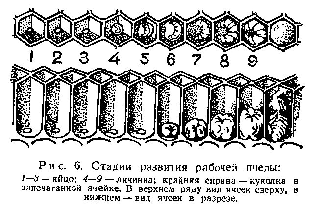 Процесс размножения пчел. Стадии развития пчелиной личинки. таблица развития пчелиного расплода. стадии развития пчелиного расплода. схема развития пчелы матки и трутня.