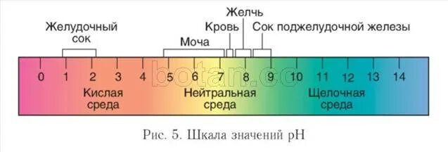 Уровень кислотности PH желудочного сока. Кислотность среды желудка PH. Нормальная кислотность желудка PH. Показатели кислотности желудочного сока в норме. Кислотность желудочного сока человека