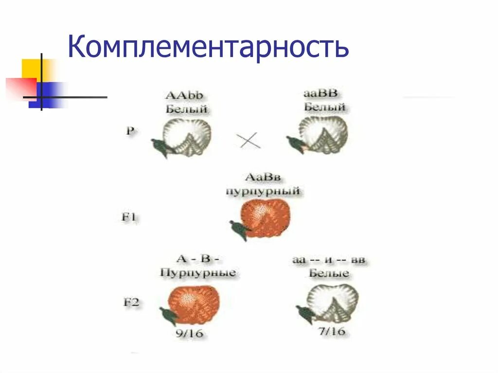 Комплементарным называется
