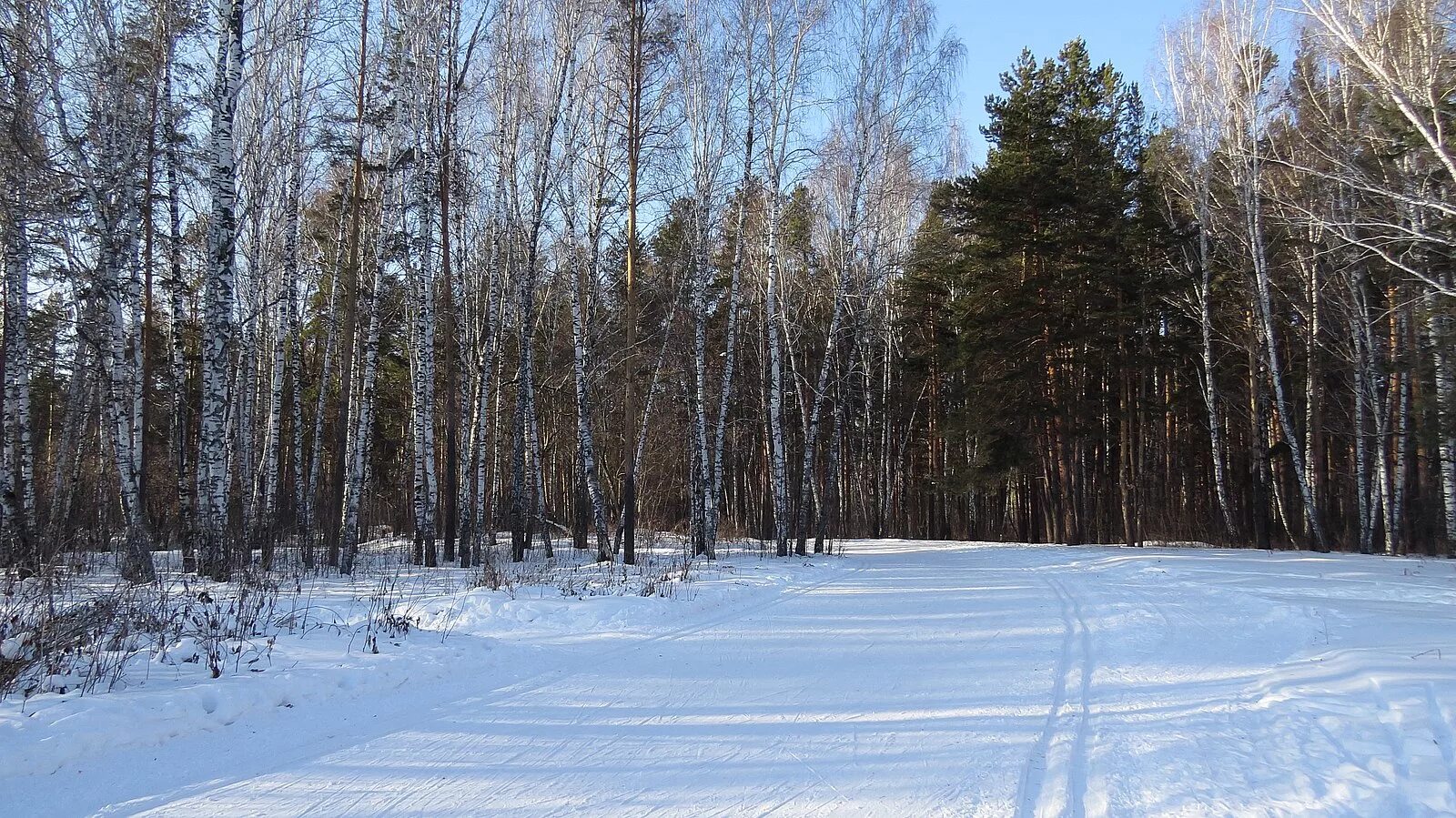 Затюменский парк Тюмень. Экопарк Затюменский Тюмень. Лесопарк Затюменский. Затюменский парк Тюмень зимой. Природный парк тюмень