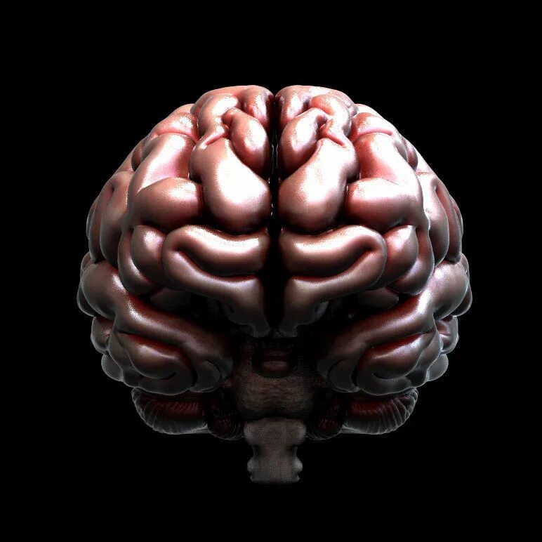 Brain model. Модель головного мозга. Макет мозга. 3в модель мозга ствол.