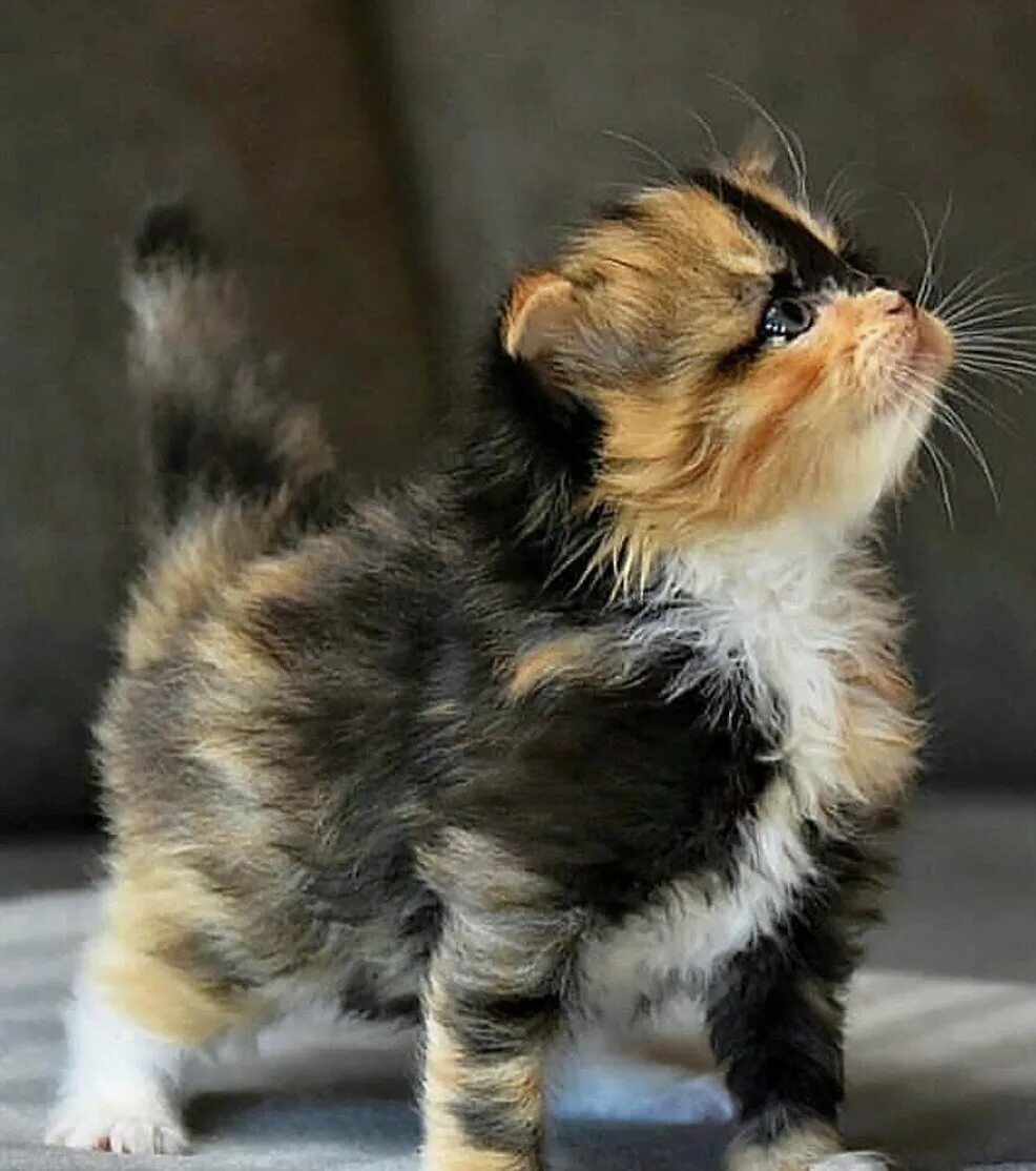 Пол трехцветного котенка. Манчкин кот трехцветный. Трехцветный котенок. Трехцветный пушистый котенок. Кошки маленькие.
