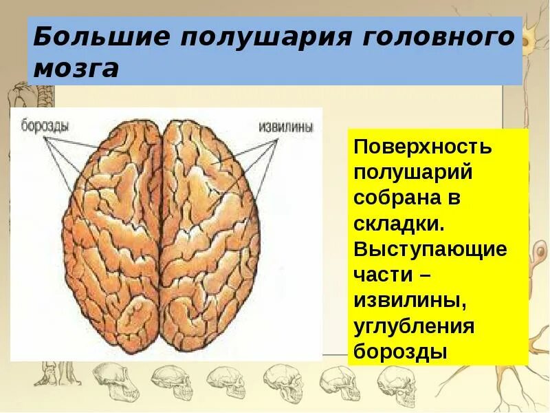 Доли полушария большого мозга биология 8 класс. Строение больших полушарий головного мозга биология. Большие полушария головного мозга структура. Структура соединяющая полушария большого мозга.