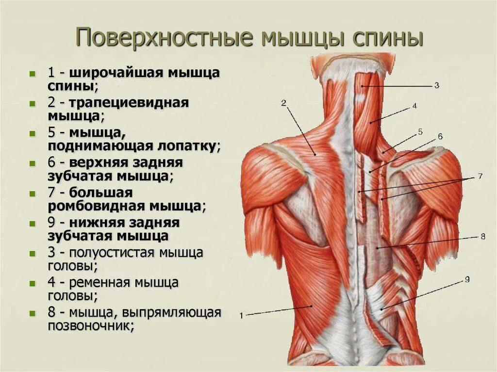 Мышцы спины верхняя и нижняя задняя зубчатая мышца. Поверхностные мышцы спины 1 слой. Поверхности мышцы спины второй слой. Мышцы спины анатомия послойно.