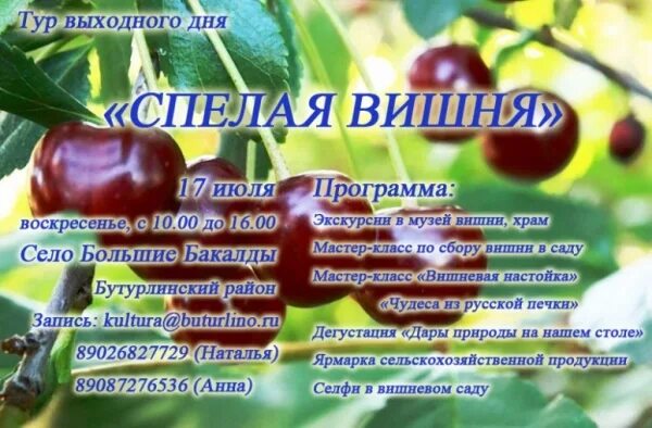 Вишня алая вишня спелая текст. Вишня текст. Стишки про спелую вишню. Спелая вишня песня текст. Стихотворение спелая Вишенка.