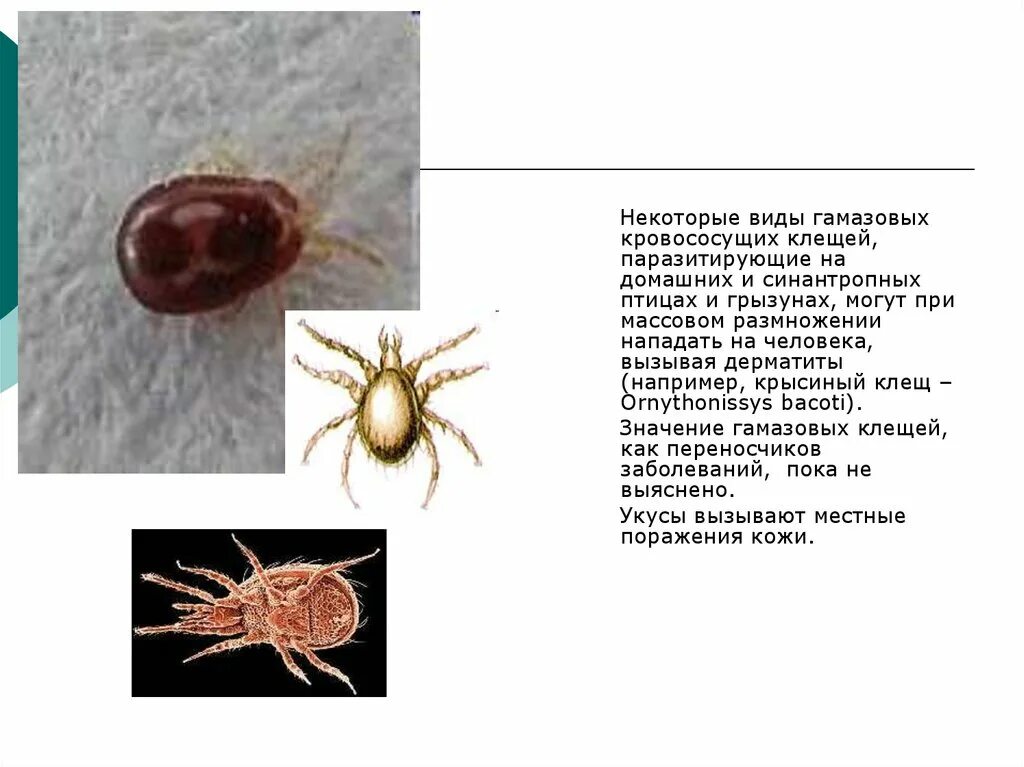 Гамазовый крысиный клещ. Мышиный клещ Allodermanyssus sanguineus. Сколько живет клещ в квартире