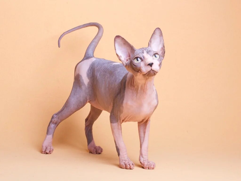 сфинкс кошка вес. сфинкс канадский донской и петерболд. сфинкс кошка вес. канадский сфинкс вес. канадский сфинкс.