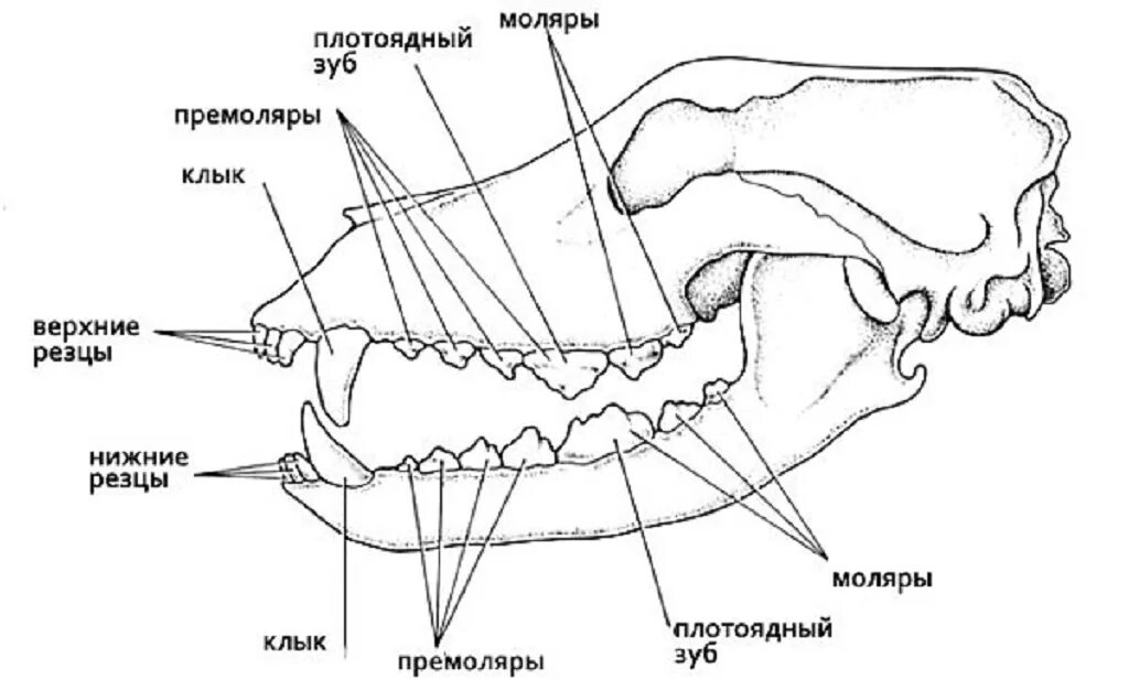 анатомия зубов собаки. зубная система молочных зубов собаки схема. строение зубов зубная формула анатомия. строение зубов у собак формула. зубная формула щенка.