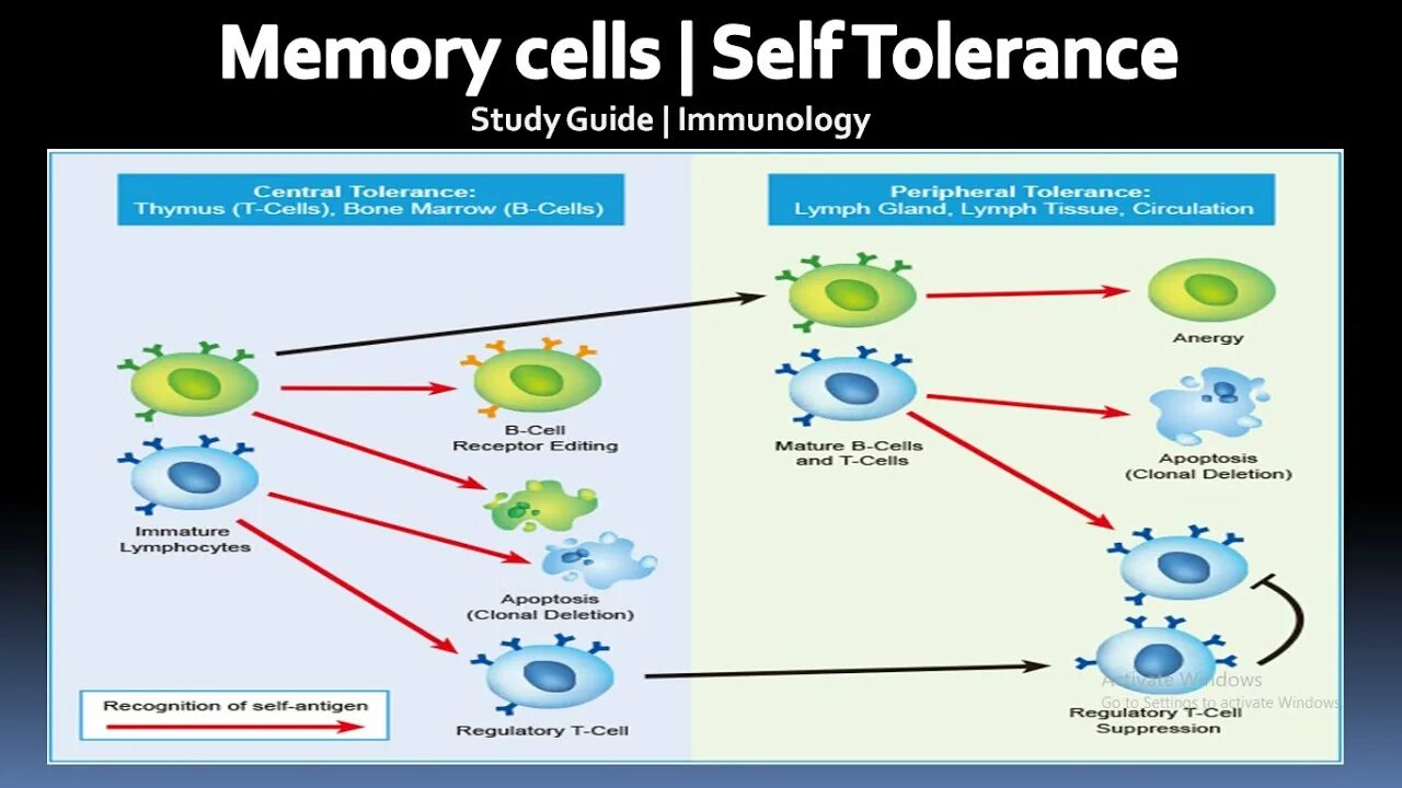 Cd4. Analog memory cell. Memory cells. Cd клетки. Plasma b cells.