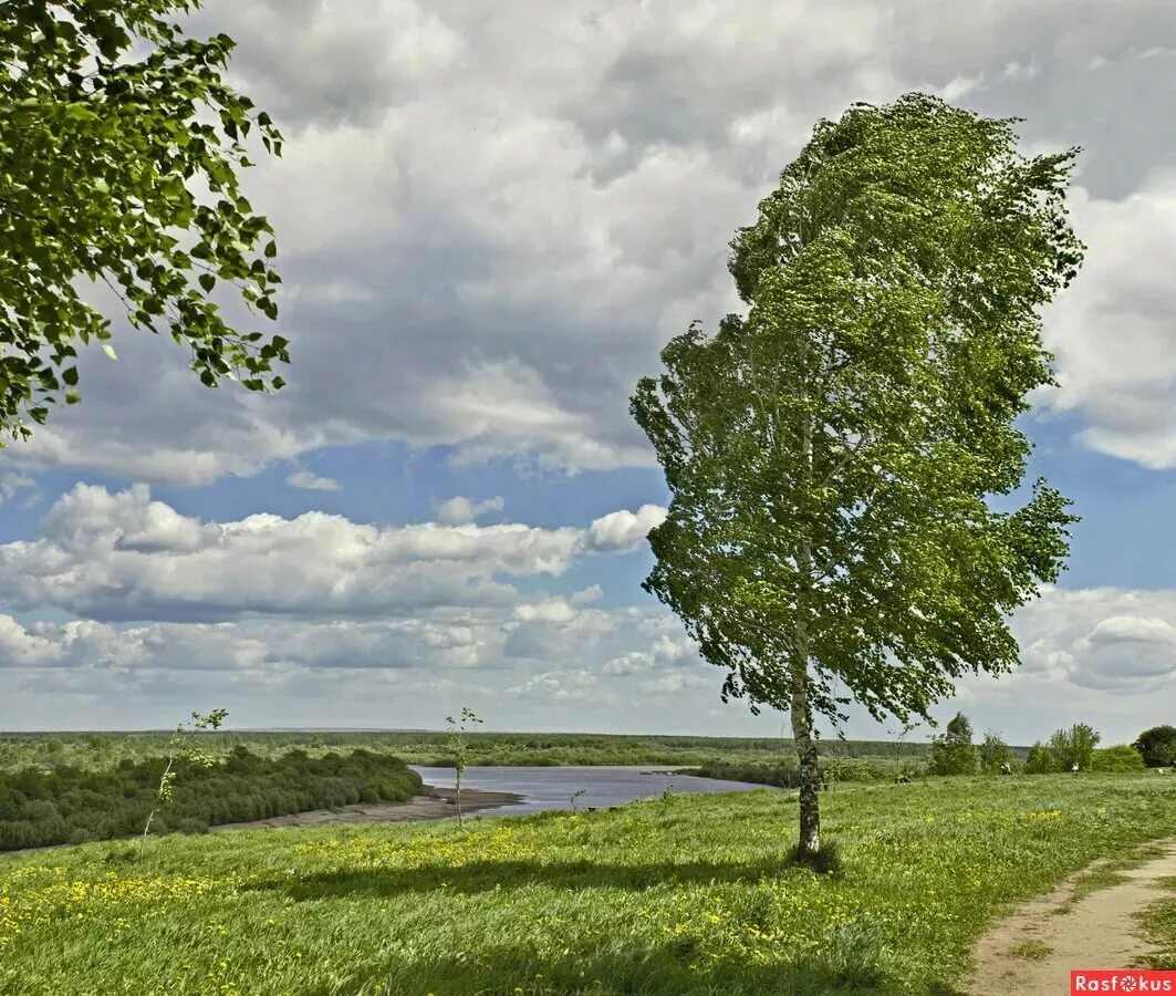 Березка качалась. Береза на ветру. Слабый ветер. Одинокая береза. Одинокое дерево на ветру.