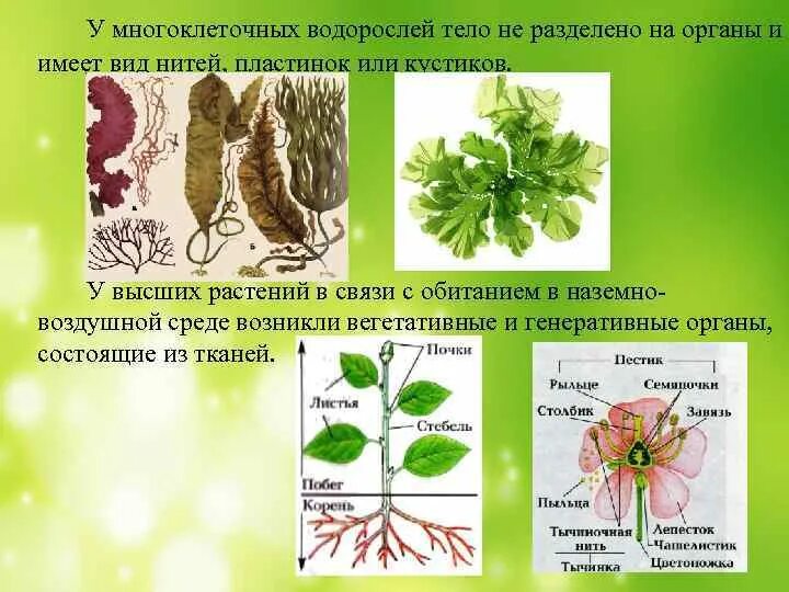 Органы высших растений. Водоросли имеют органы. Системы органов растений. Водоросли органы растения.