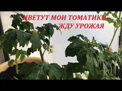 Жду урожая