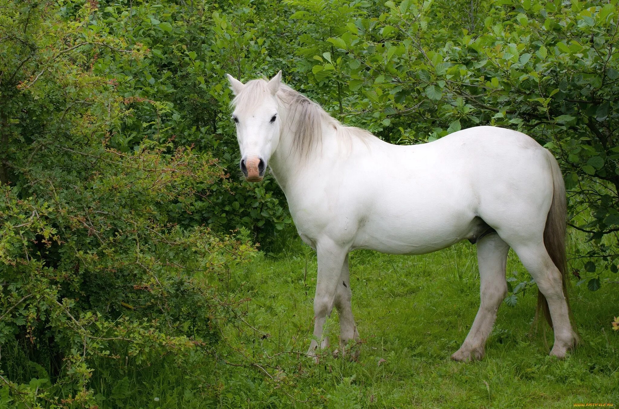 Белый конь. Белая лошадка. Белоснежный конь. Белый конь хорошее качество.