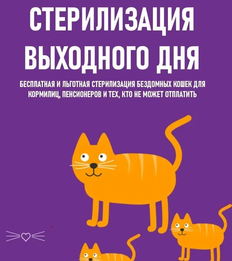 Шов после стерилизации. Шов после стерилизации кошки. Спасение котиков. Шов при стерилизации кошки. День стерилизации кошек.