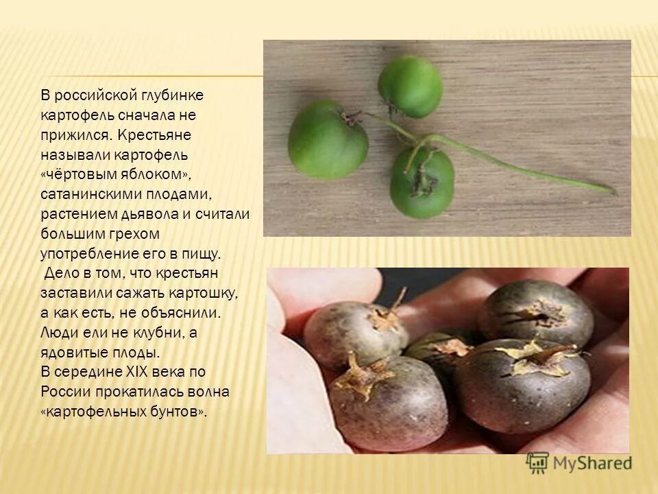 Ботва картофеля. Андийский картофель. Строение картошки. Топинамбур видоизменение корня. Какой лист у картофеля сложный или простой.