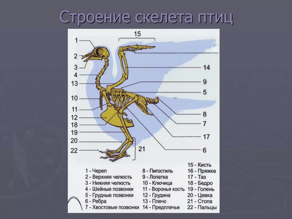 Лабораторная работа изучение строения скелета птицы. Лабораторная биология 7 класс строение скелета птицы. опорно двигательная система птиц скелет. лабораторная работа особенности строения скелета птиц. строение скелета птицы 7 класс биология.