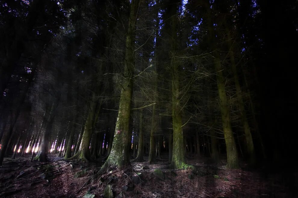 страшный лес. фотка страшного леса. жуткий лес. темный лес. фотка страшного леса.