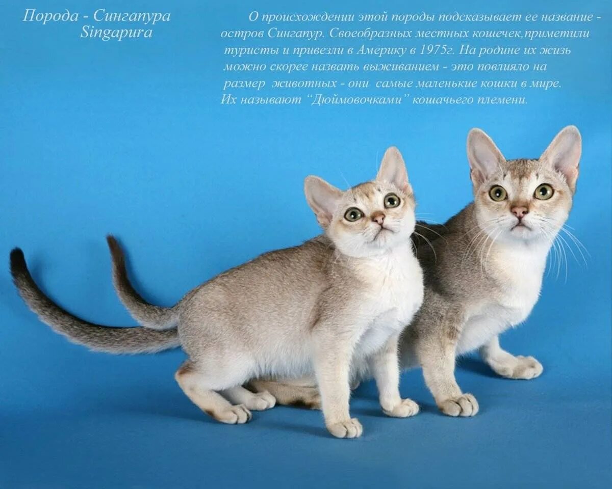 Другая порода кошек. Породистые кошки. Породы кошек с названиями. Породы кошек картинки. Название породистых кошек.