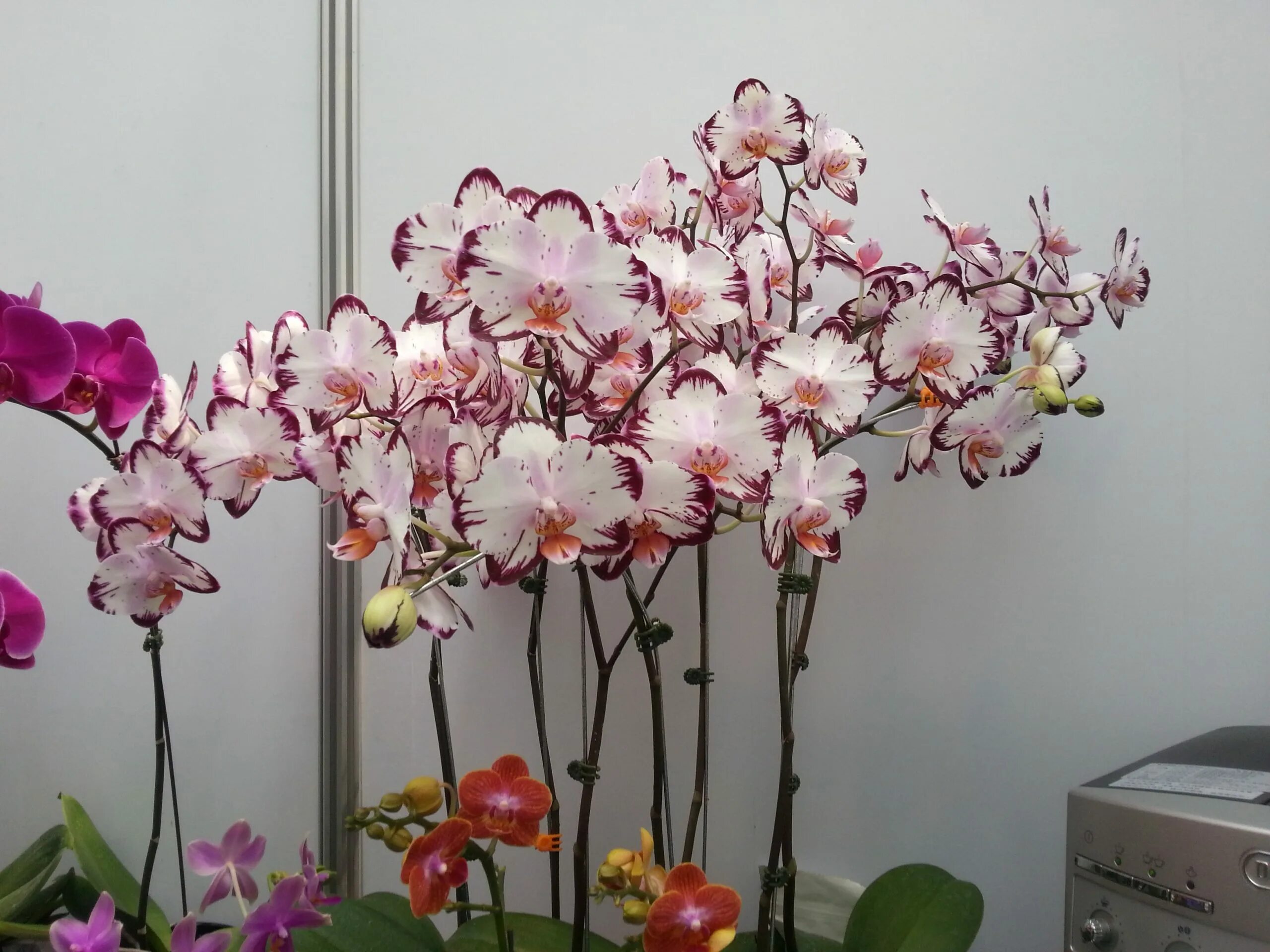 Phalaenopsis Younghome Princess Big Lip Orchids, Phalaenopsis, Orchid fertilizer