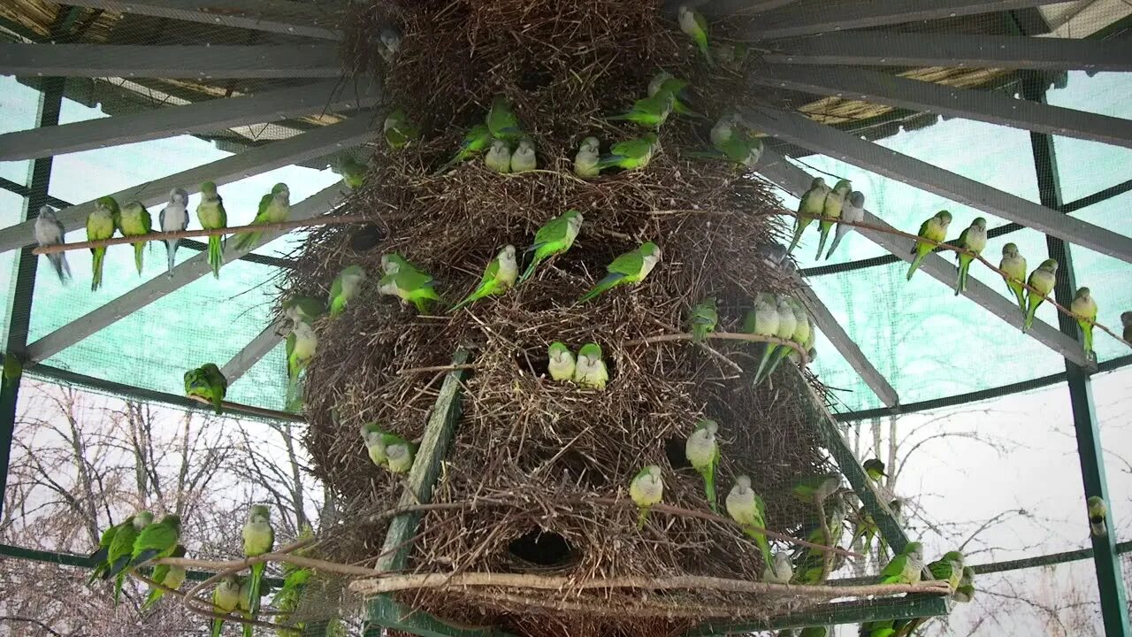 Гнезда попугая калито монаха квакера. Дмитрий иванович 1359-1389. Гнездо калиты. Гнёзда корелл в дикой природе. Борьба москвы и твери таблица.