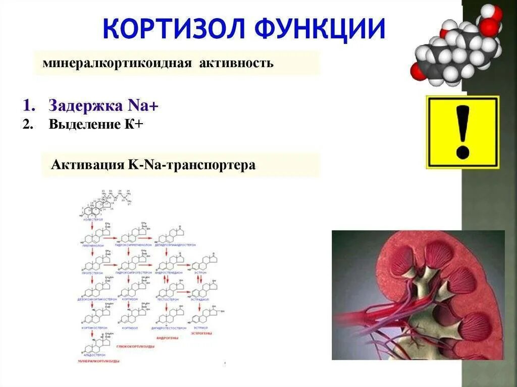 Кортизол гормон чего. Функции кортизола в организме человека. Кортизол и кортизон функции. Кортизол функции гормона. Кортизон функции гормона.