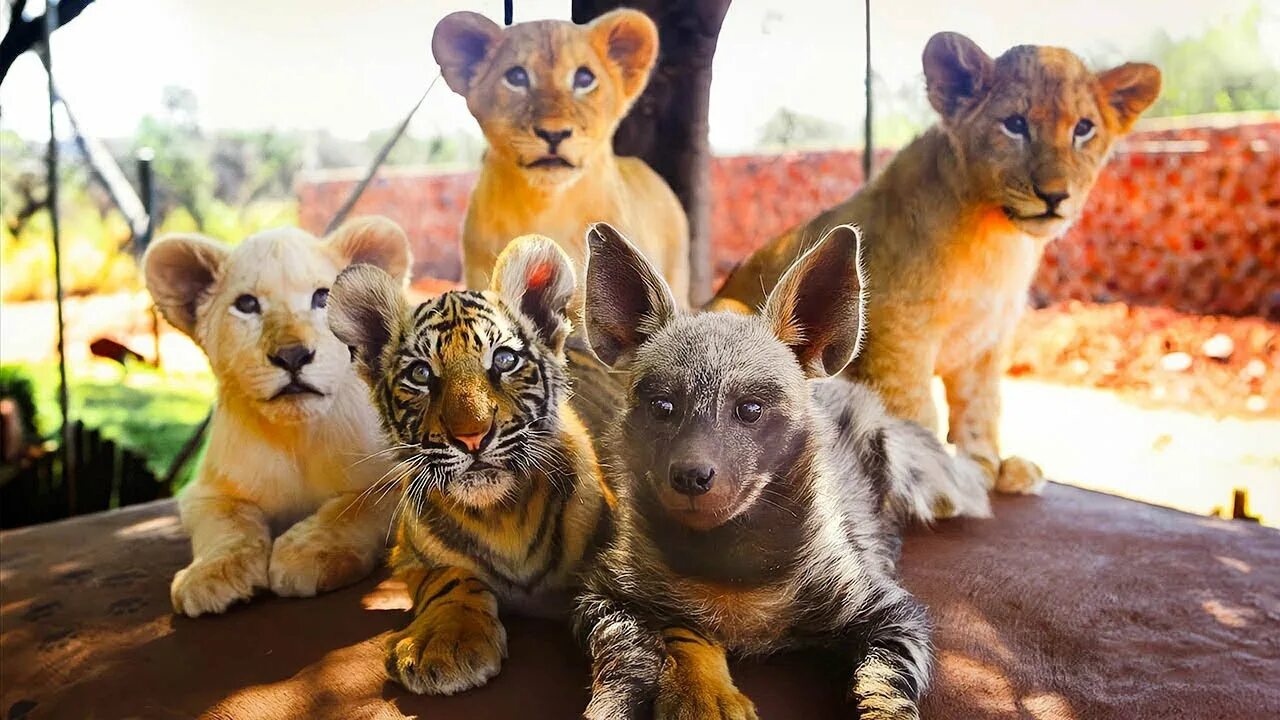 У животных много своей непонятной. Львята и тигрята. Маленькие тигрята и львята. Зоопарк много животных. Дружба животных разных видов.