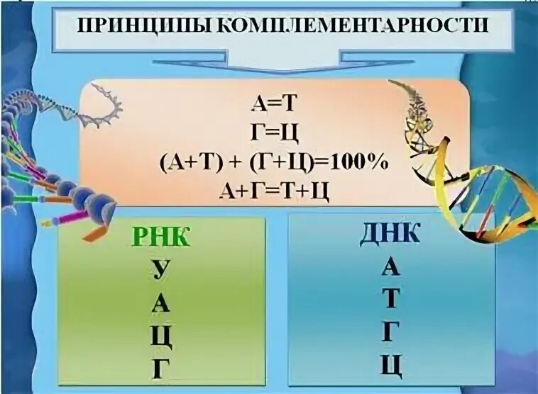 Принцип комплементарности ДНК И РНК. Принцип комплементарности ДНК И ТРНК. Правило комплементарности ДНК И РНК. Правило комплементарности ДНК И ТРНК.