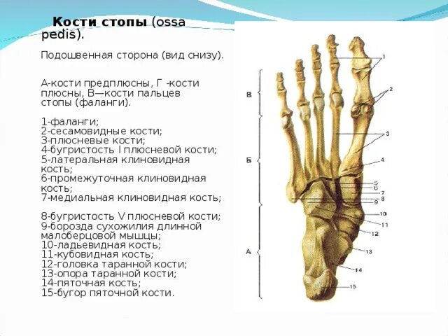 Фаланги стопы. Кости стопы сесамовидные кости. Фаланга пальца стопы анатомия. Сесамовидные кости стопы анатомия. Фаланги пальцев стопы анатомия человека.