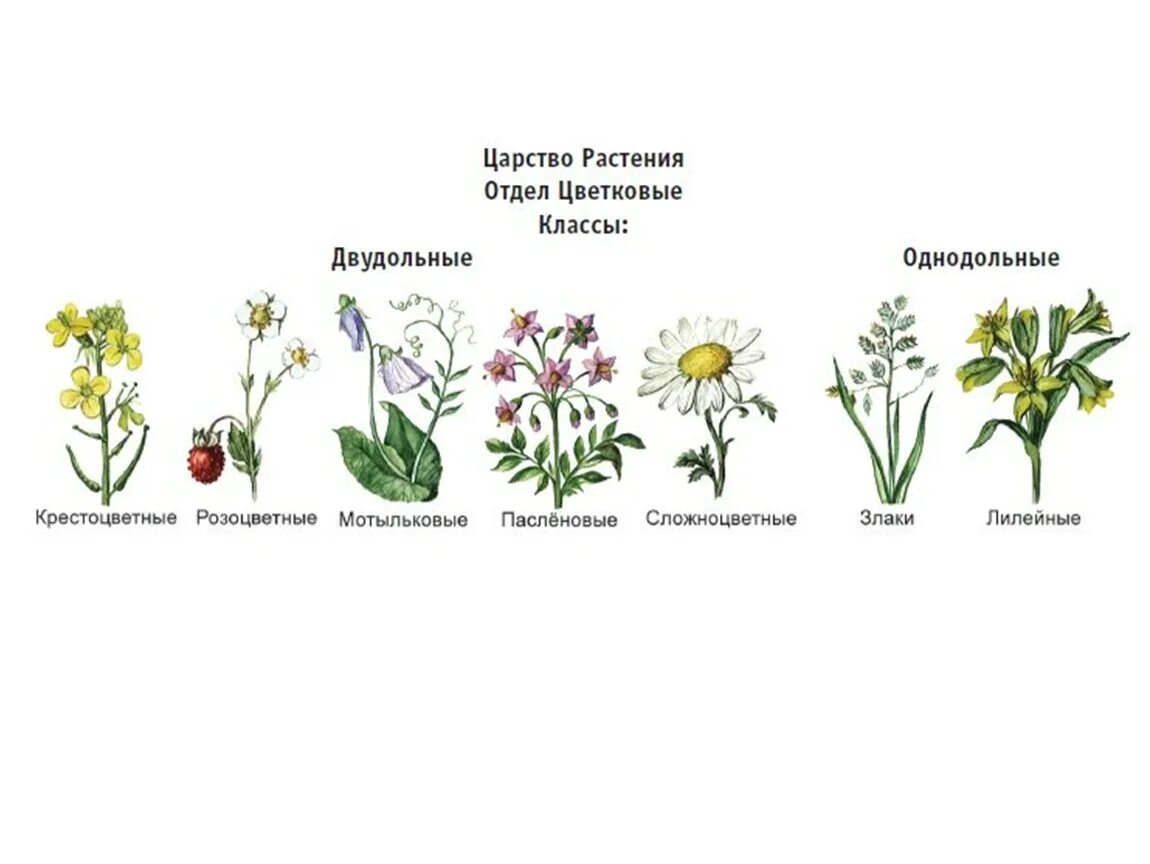Значение в области какой ботанической. Систематика растений. Биология систематика растений. Ботаника классификация. Систематика растений ее значение для ботаники.