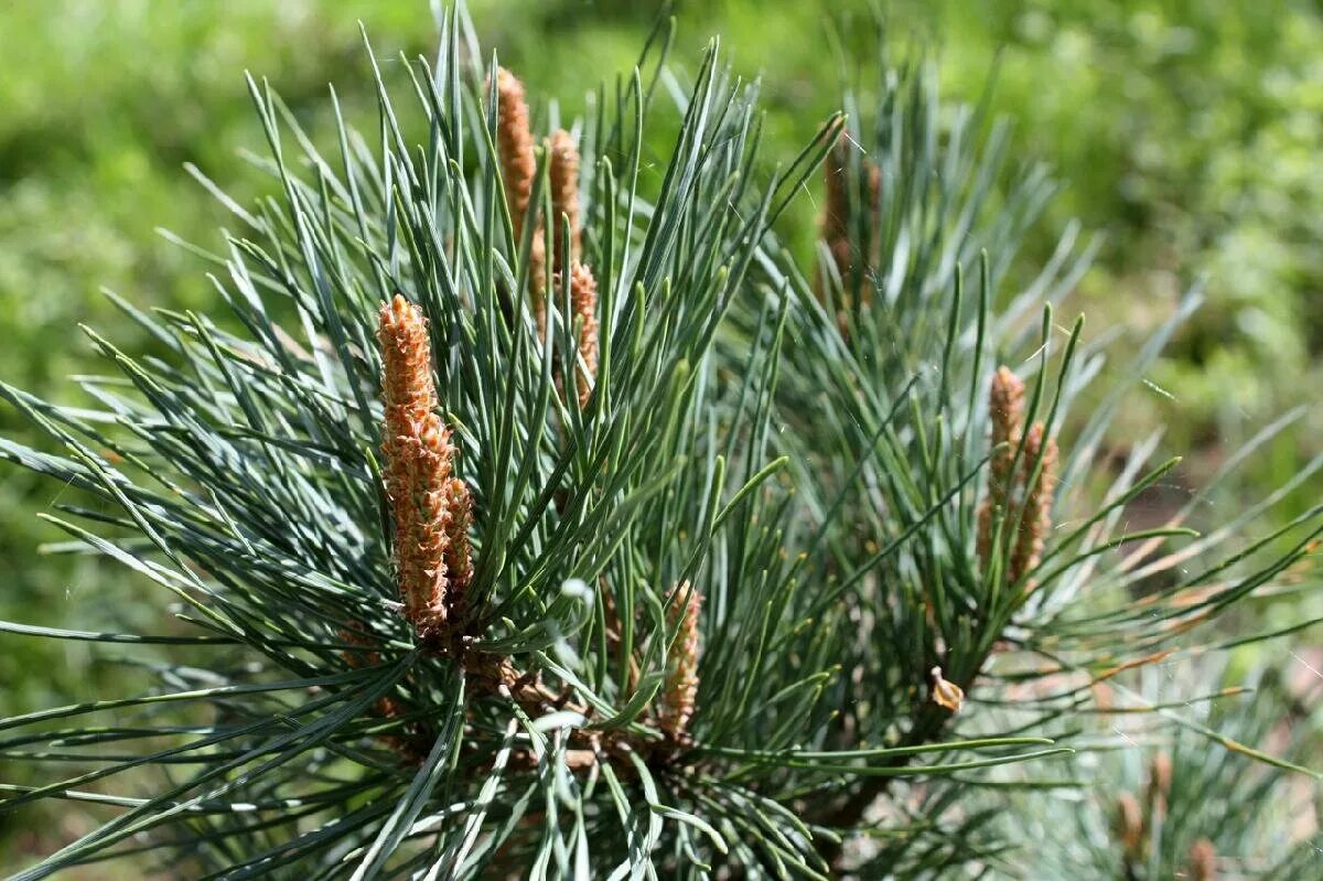 Сосна обыкновенная Пинус. Pinus Sylvestris l. Сосна обыкновенная Pinus Sylvestris l. Сосна обыкновенная (Pínus Sylvestris). Обычная хвойная