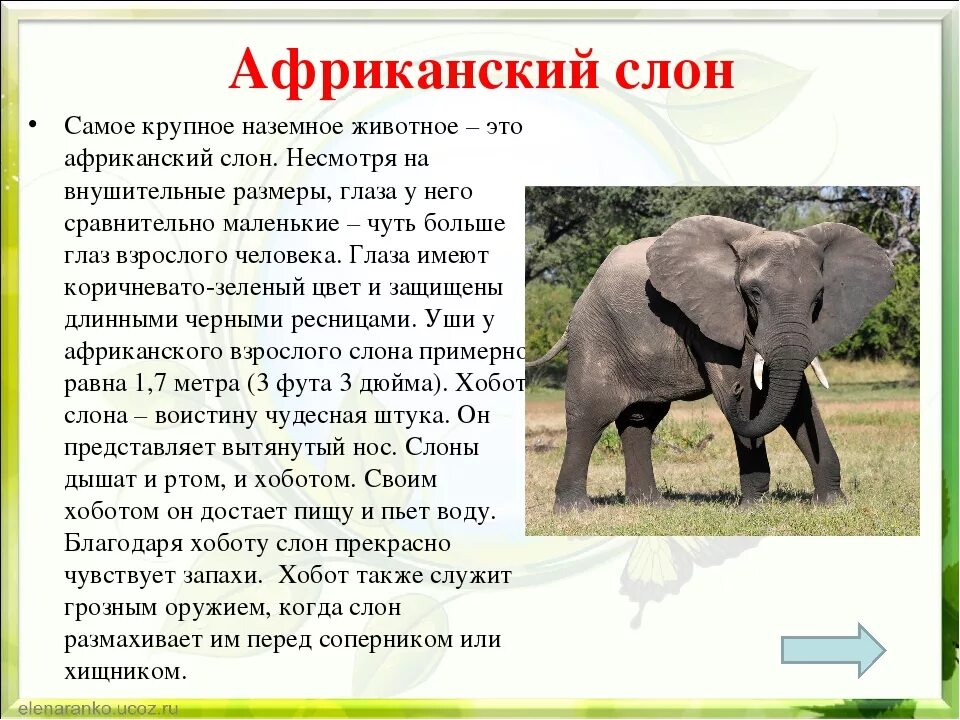 Самый маленький рассказ в мире. Описание слона. Сообщение о слоне. Доклад про слона. Доклад о слонах.