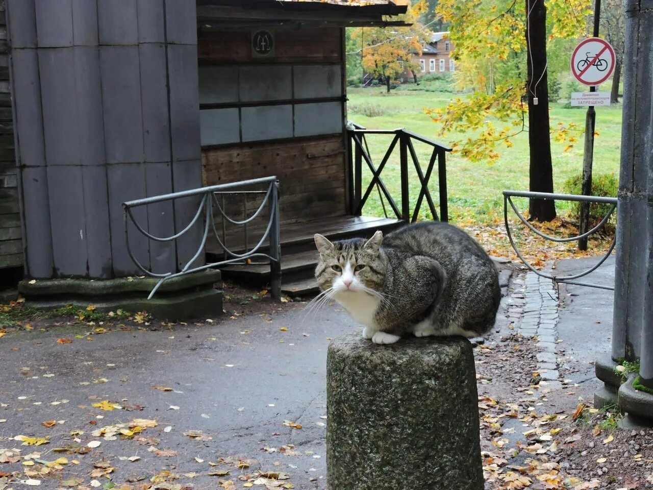 Парк котов. Кот в парке. Котик в городском парке. Сквер с котами в Москве.