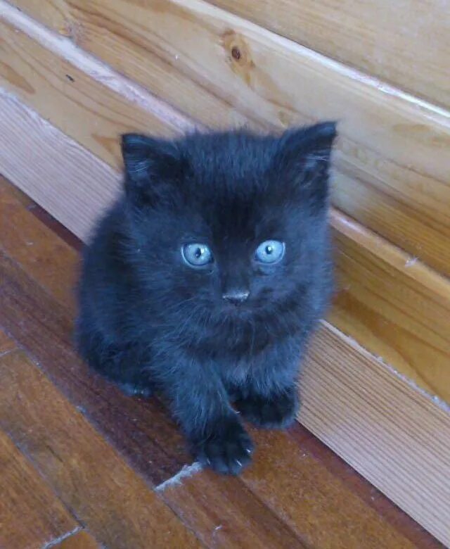 группа отдам даром. отдам даром аватарка. возьму даром. возьму даром. отдам.