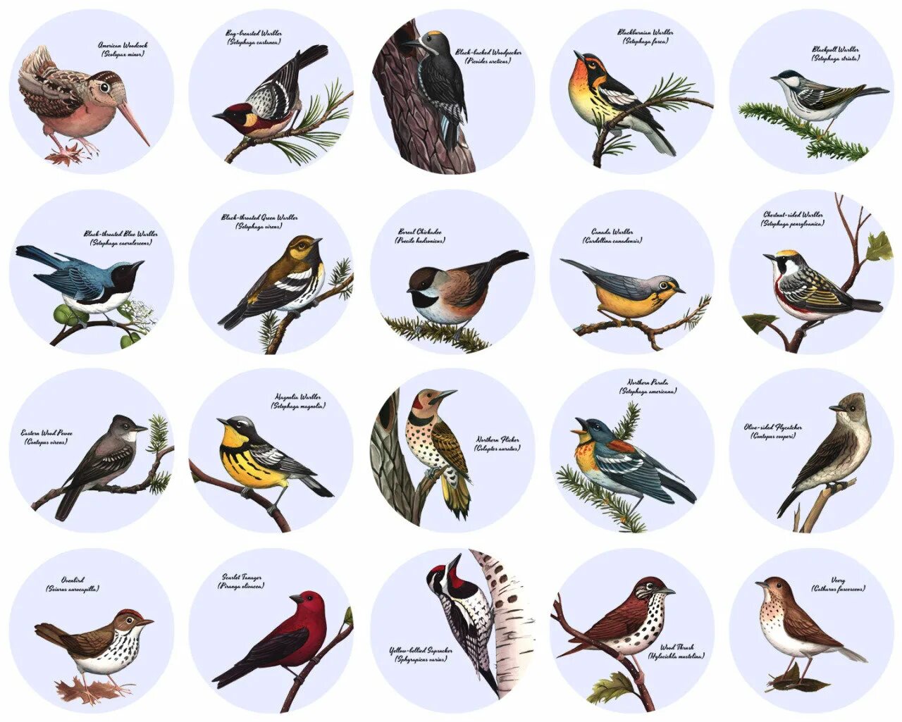 Птицы наших лесов. Лесные птицы названия. Лесные птицы карточки. Птицы леса с названиями.