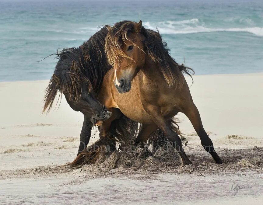 Wild horse islands the hunt. Дикие лошади острова Сейбл. Остров Сейбл. Сейбл остров Мустанги. Пони острова Сейбл.