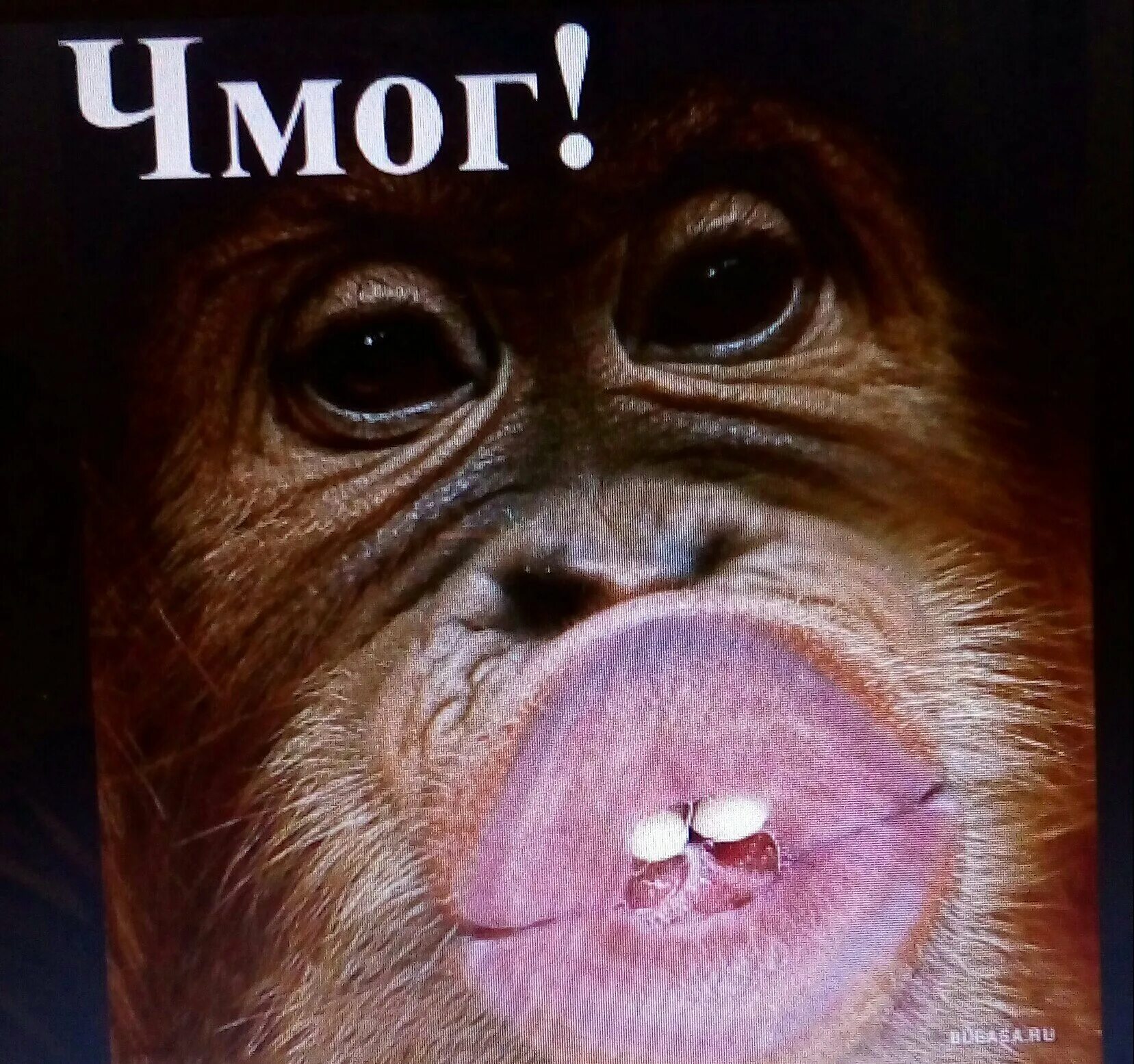 Дай смешные картинки. Смешные картинки. Прикольные обезьяны. Поцелуй обезьяны. Обезьяна с надписью.