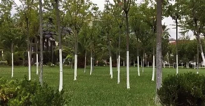 Комсомольский сквер сочи
