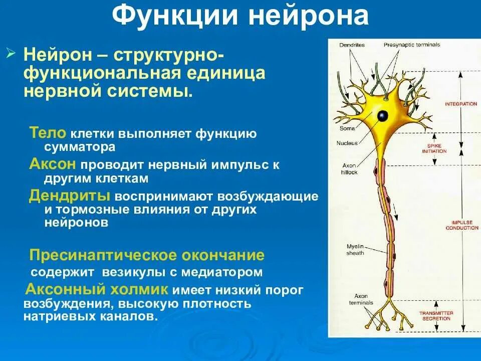 Нейрон строение и функции. Функции нервной системы структура нейрона. Строение нейрона классификация нейронов. Строение нейрона и его функции.