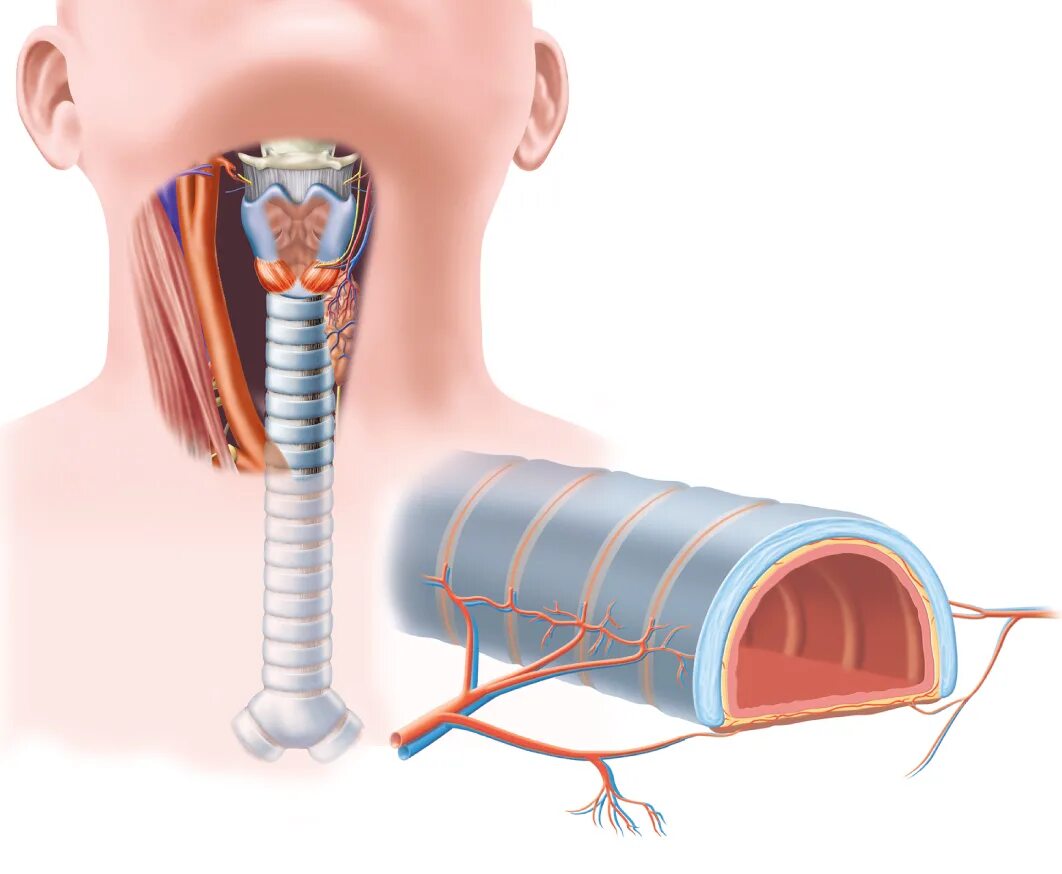 Гортань клиника. Трахея человека. Дыхательная система трахея анатомия. Трахея и бронхи. Трахея 3д.