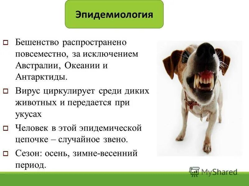 Как проявляется бешенство у собак первые. Бешенство эпидемиология. Симптомы бешенства у собаки. Болезнь бешенство у животных. Вирус бешенства эпидемиология.