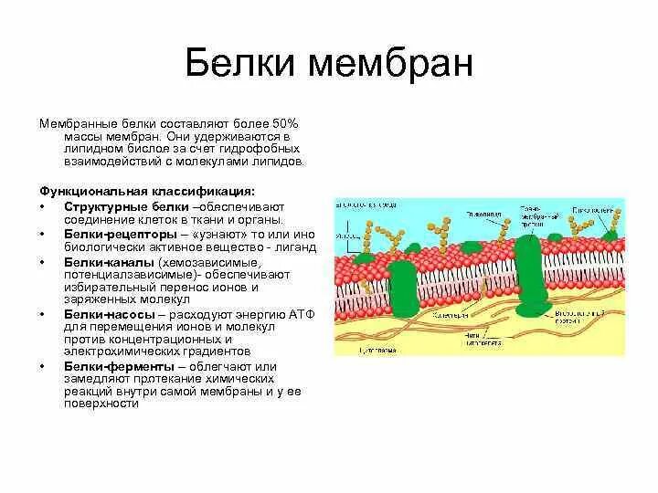 Какие функции выполняют белки мембран. Функции наружных белков мембраны. Оболочки цитолеммы мембрана. Белки плазматической мембраны. Белки клеточной мембраны.